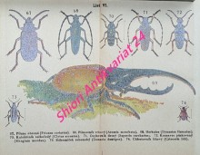 KAPESNÍ ATLAS BROUKŮ A HMYZU