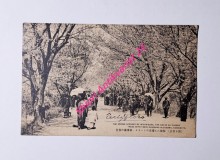 THE SPRING SCENERY OF MIYUKIZAKA - THE GROVE OF CHERRY TREES WITH THEIR BLOOMING BLOSSOMS, KUMAMOTO